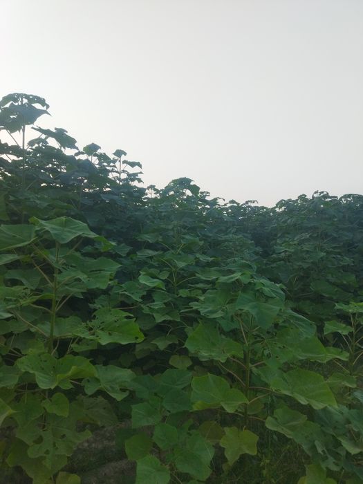 Povloniya koʻchatlari