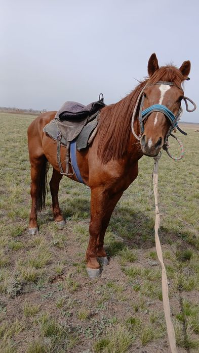 Продаётся жеребец