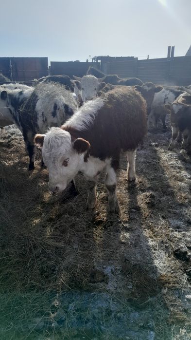 Продам быков 2 годовалые жирные