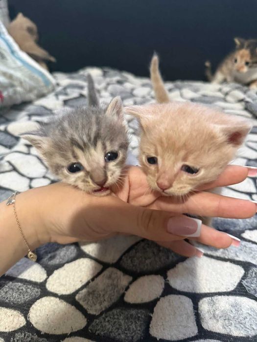 Подаряваме котенца