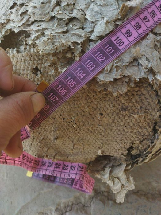 Ари уяси сотилади