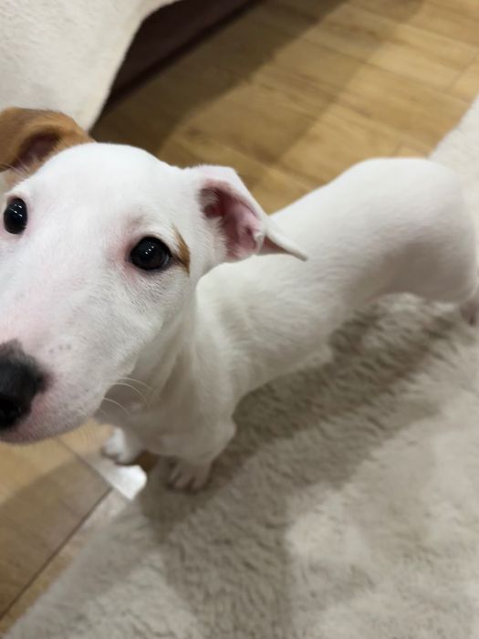 Продавам Джак Ръсел