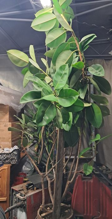 Продавам фикус 2м