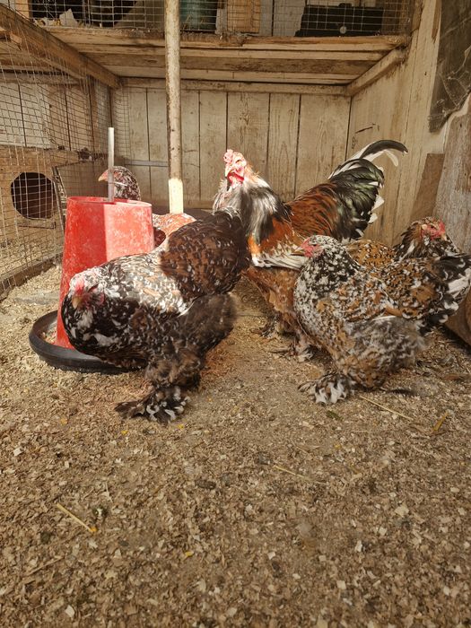 Păsări de rasă brahma portelan și gold (rosu-negru)