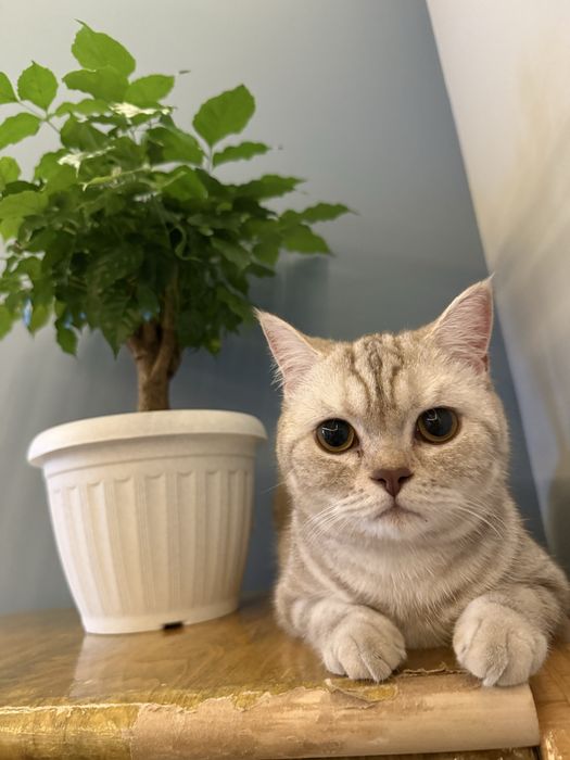 Продается котята !