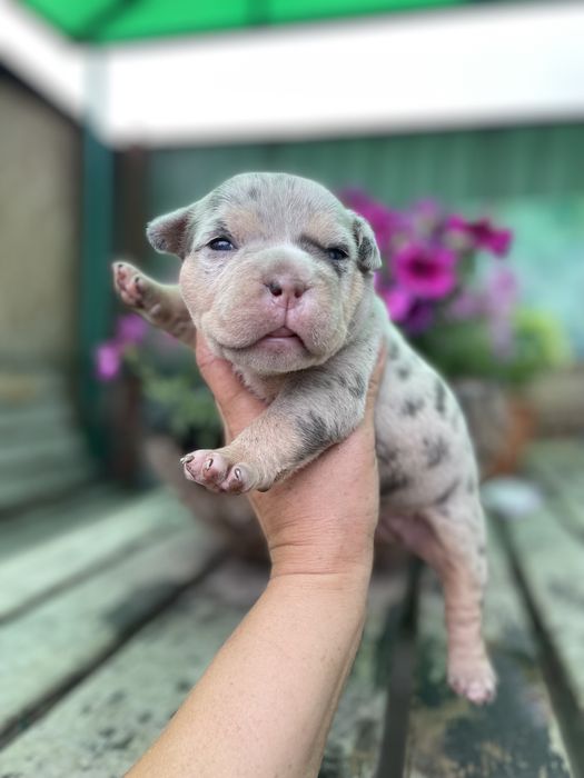 Шикарные детки булли американский