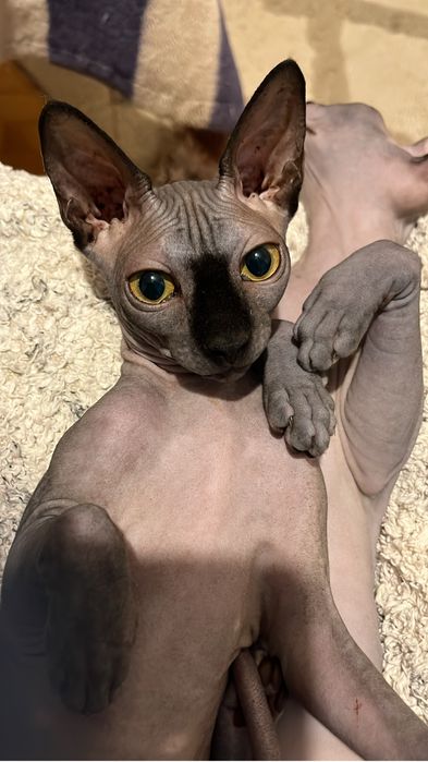 Pisici sphynx compania ideala pentru tine