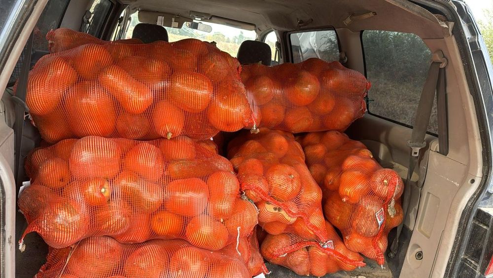 Тыква Домашний и