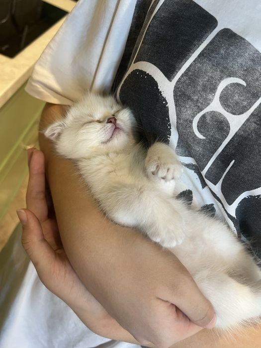 Продам котёнка девочка