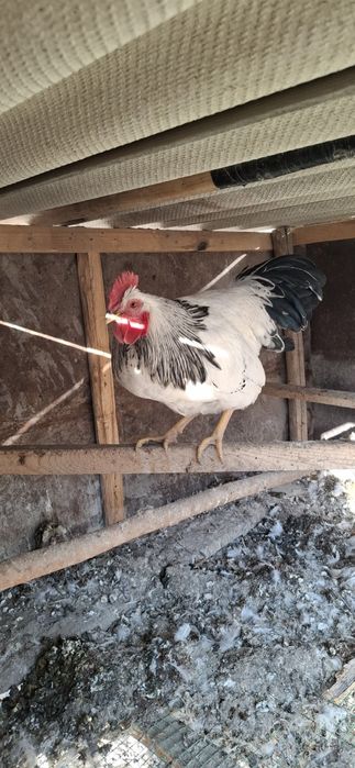 Adler  tuxumlariga zakaz olamiz.