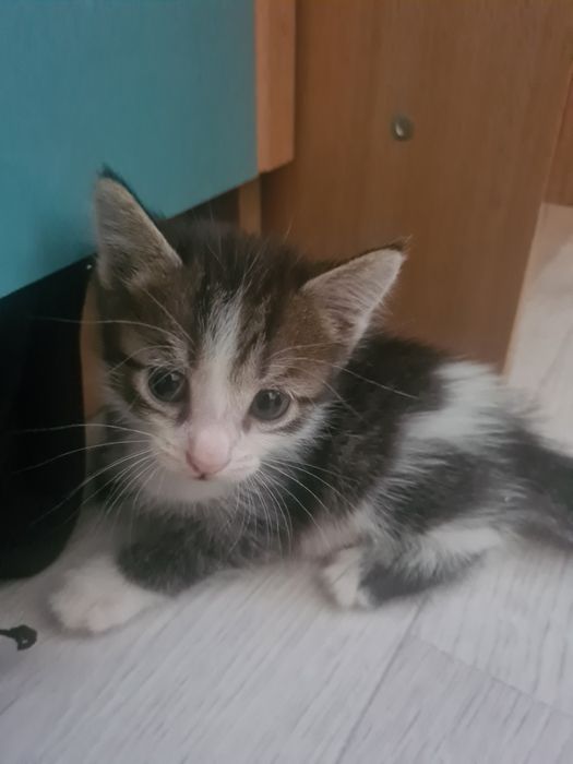 әдемі мысықтар мақтаймын