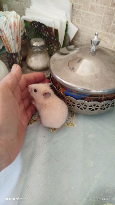 Хомячки домашние,ручные