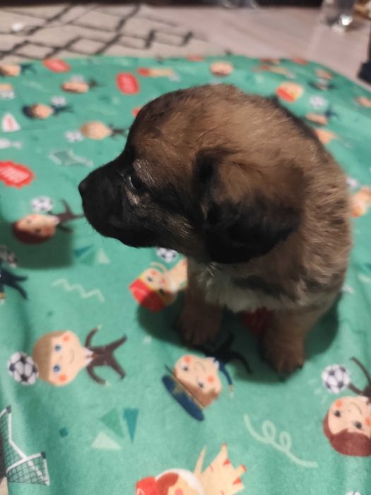 Donez căței talie mică