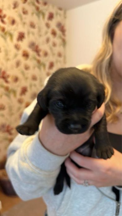 продам щенков лабрадора!