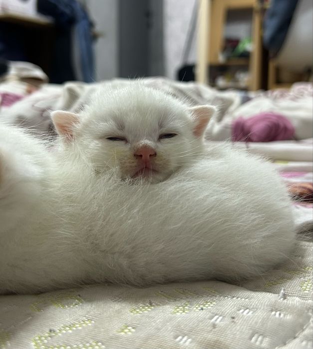 Отдам двух котенков