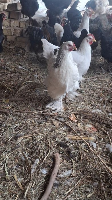 Damashni tovuqlar sotiladi