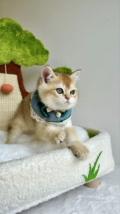 Baietel British Shorthair Chinchilla Gold , cu certificat Pedigree