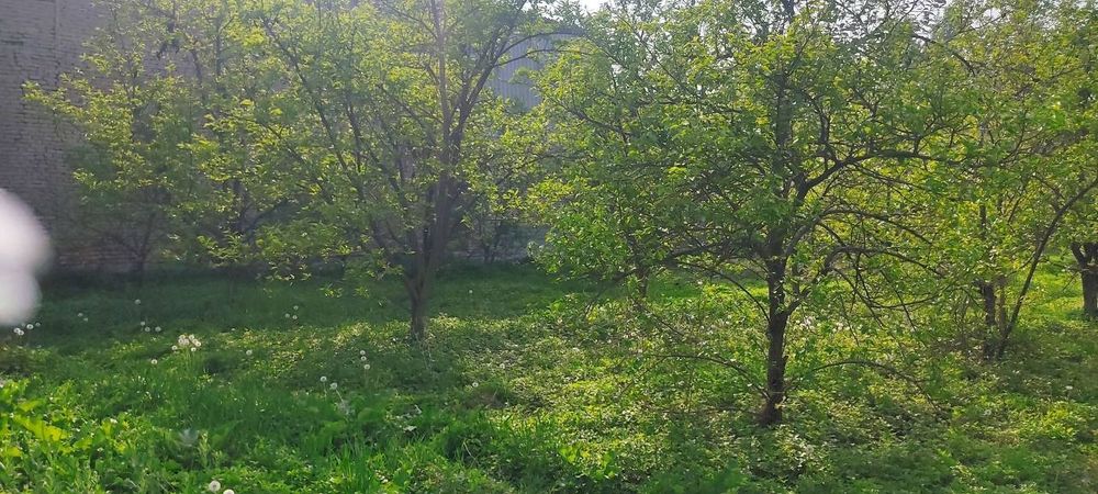 Чек сотилади. Кувада