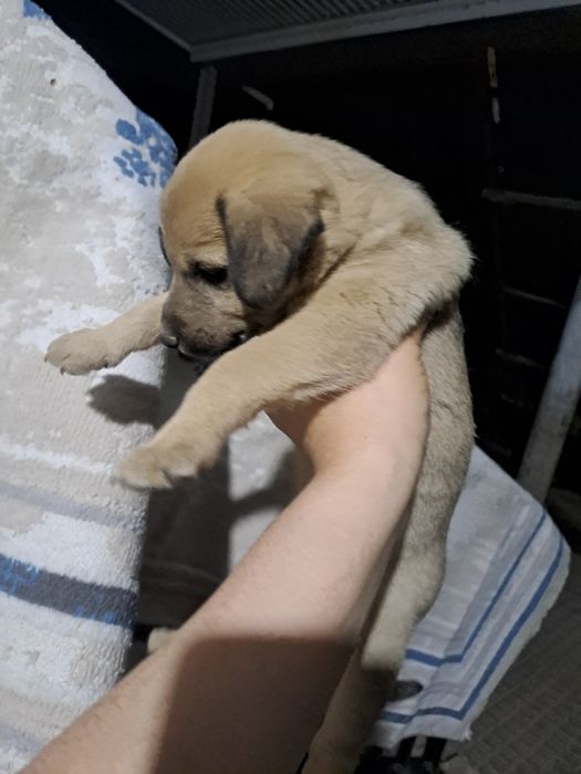 Щенки 1 месяц , Күшік бар