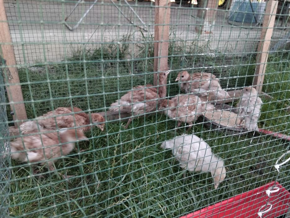 8 pui de curca de vanzare