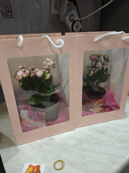 Подарки цветы живые