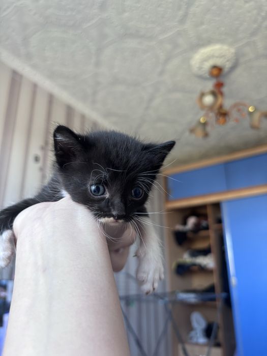 Отдам котят 3 девочки 1 мальчик