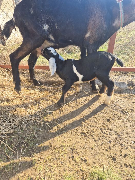 Козы англонубийские