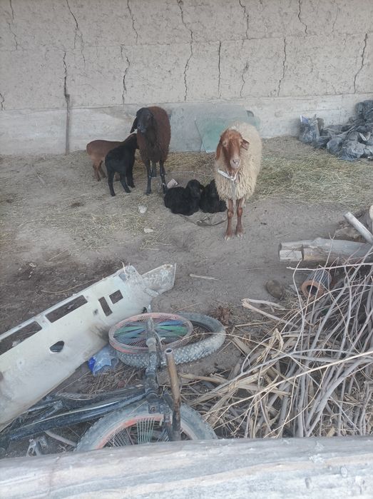 Egizchi quylar 2tugish