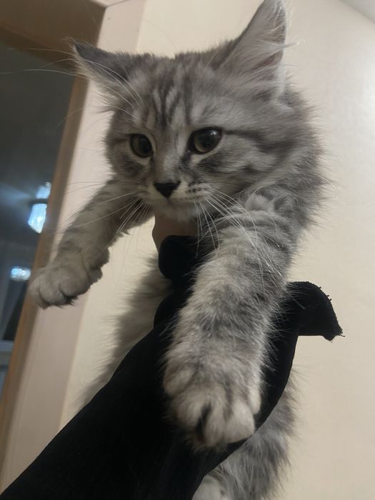 Котята в добрые  руки мальчики и девочки