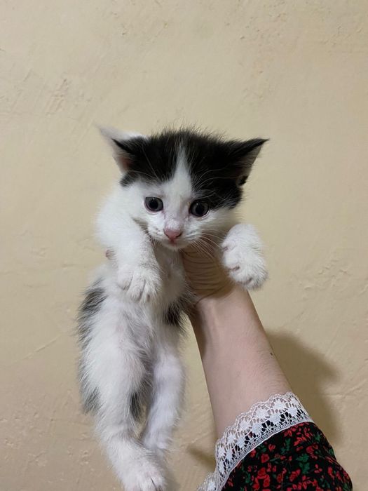 Отдам котят бесплатно