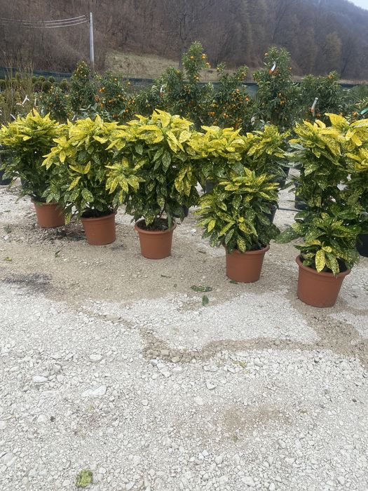 Spirale si plante de toate