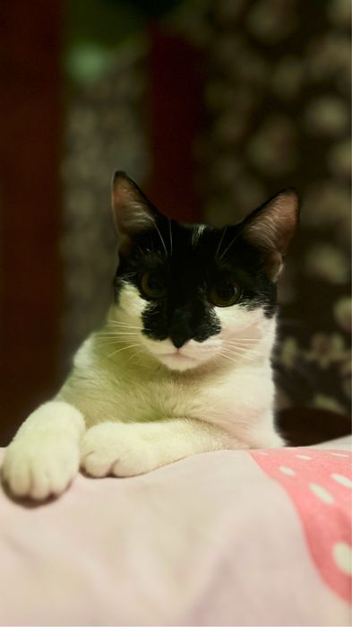 Отдаю кошечку  , 7 месяцев