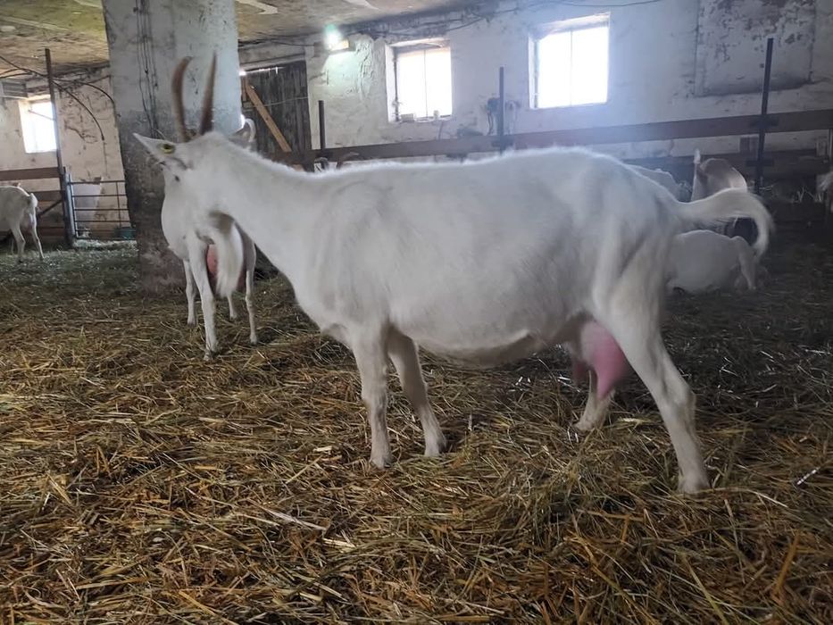 Capre saanen cu pedigree!