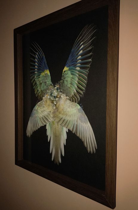 Композиция из птичьих крыльев