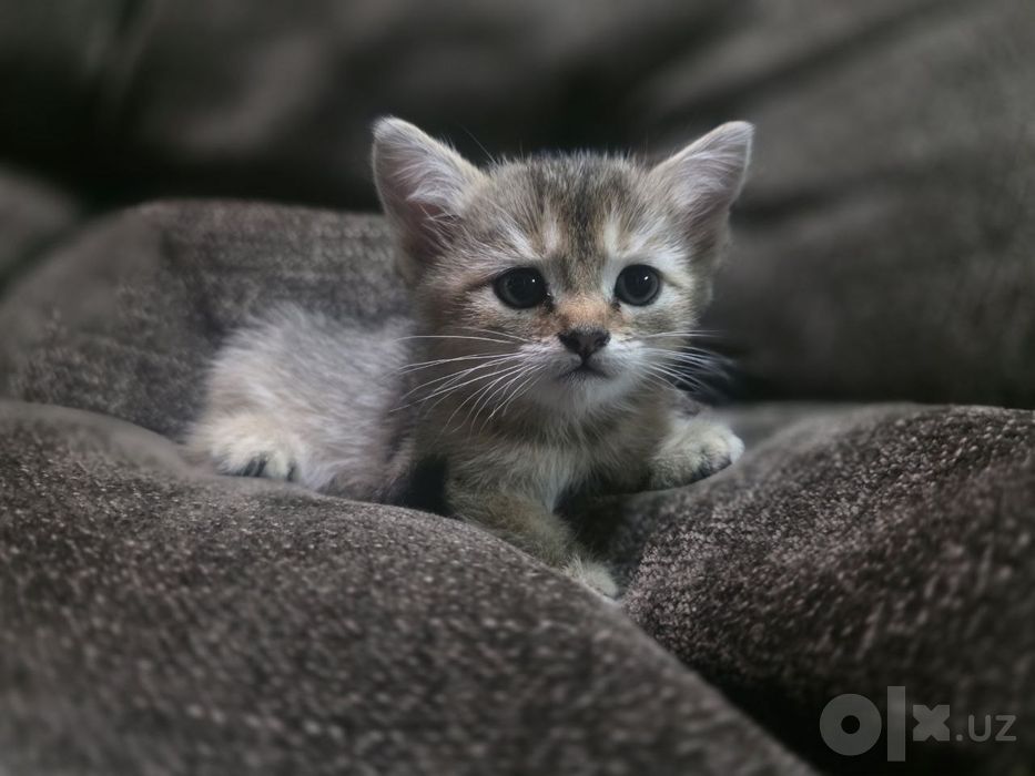 Британская шиншилла Котёнок