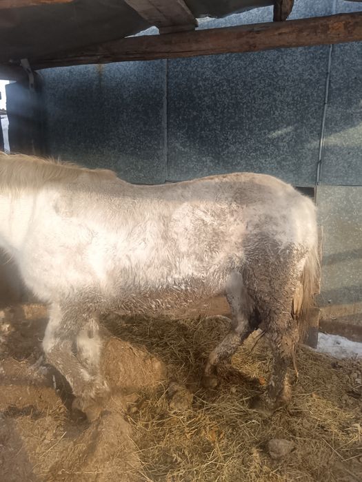 Продам кобылу с откорма