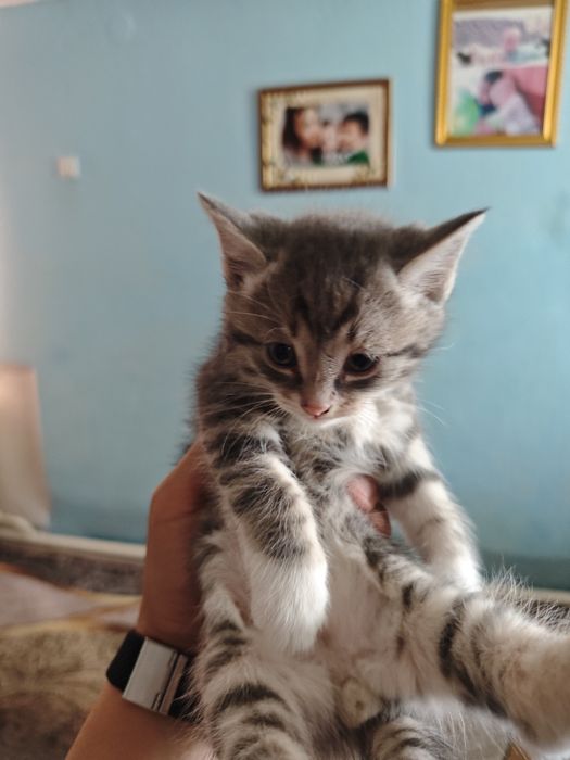 Котята домашние!!!