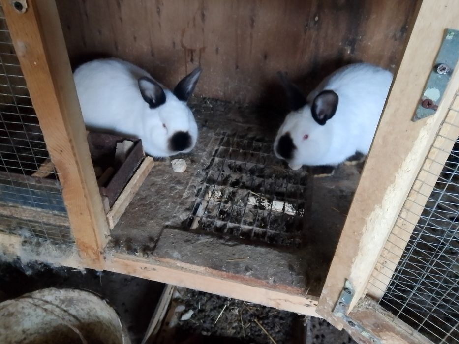 Продаются кролики породы-калифорния.
Все вопросы по телефону.