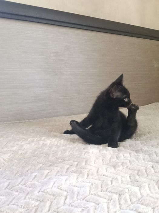 Котёнок девочка 2,5месяца.