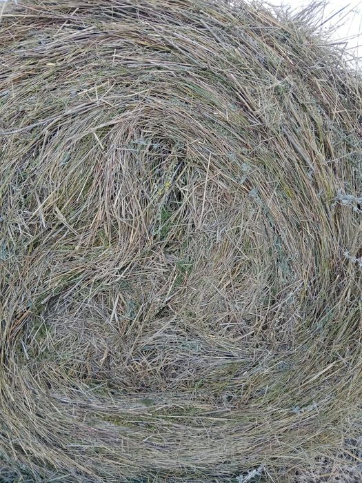 Сено в тюках и рулонах  с поля