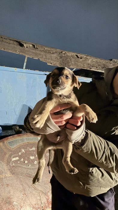 Щенята в добрые руки