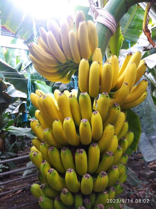 Банан кавендиш гранд наин ва каралевский сорти сотилади