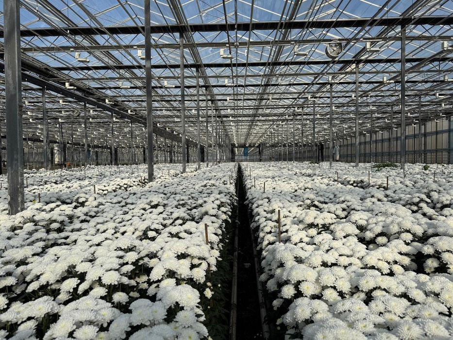 Букет хризантема цветы