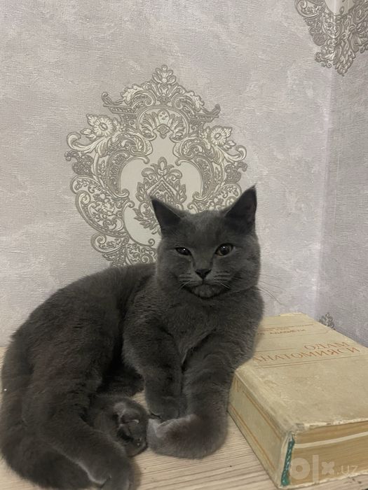 Mushuk sotiladi narxini kelishamiz