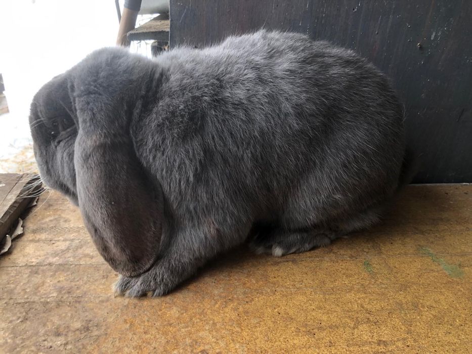 Vand iepure berbec german