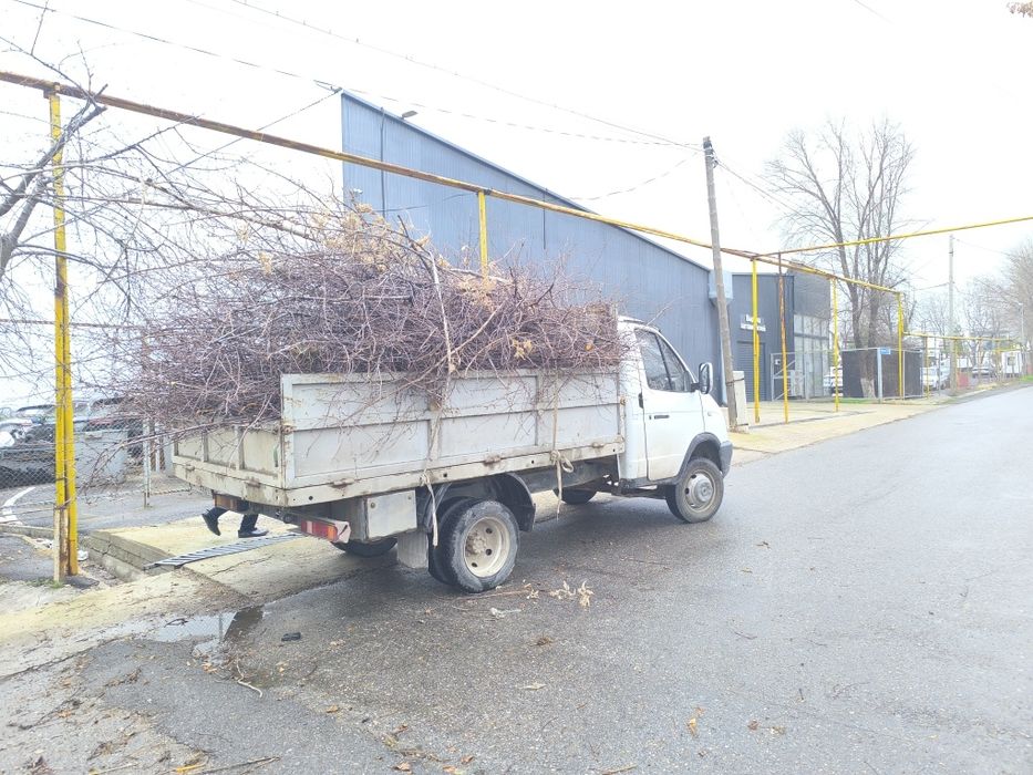 Выаоз Мусора 24/7 +Доставка