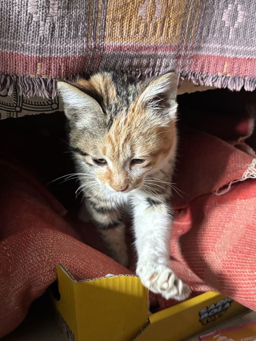 Отдам бесплатно котенка