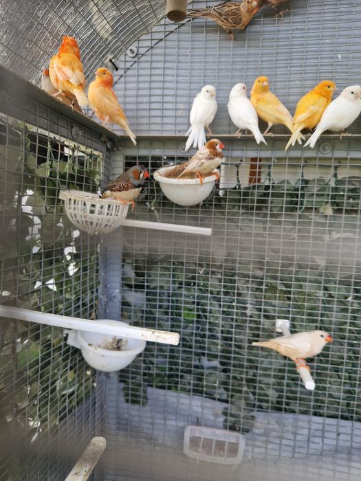 Canari de vanzare