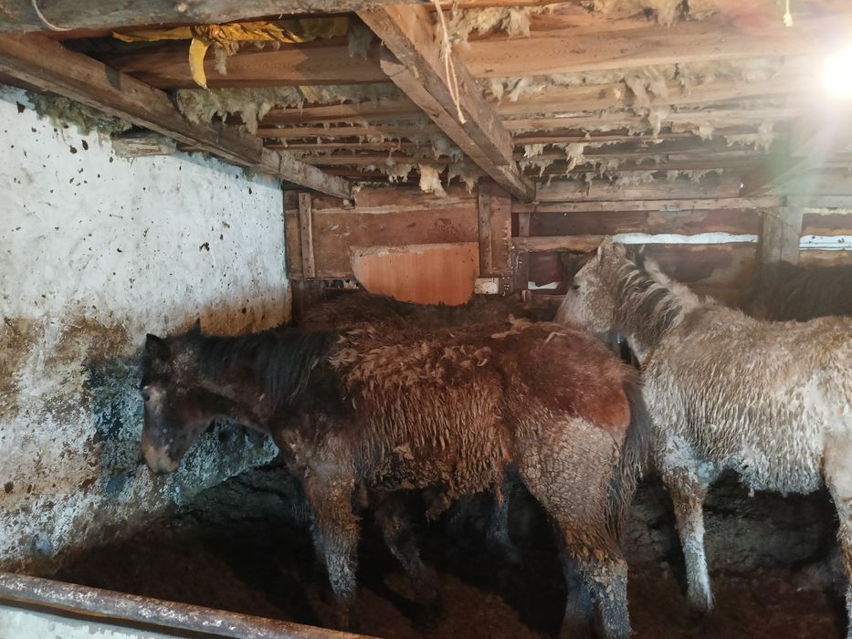 Жабағы сатылады.