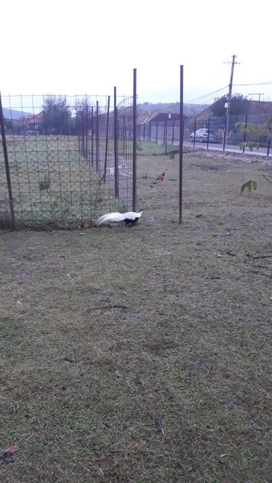 Fazani arginti,auriu pe roșu,  regali